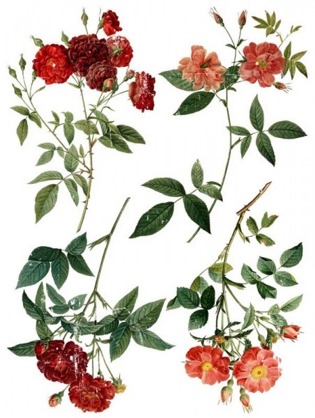 Decor Transfer "Redouté 4"