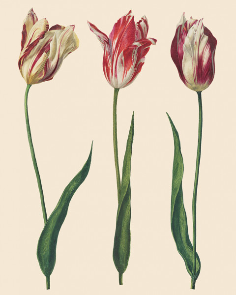 'Dutch Tulips' - RHS Decoupagepapier